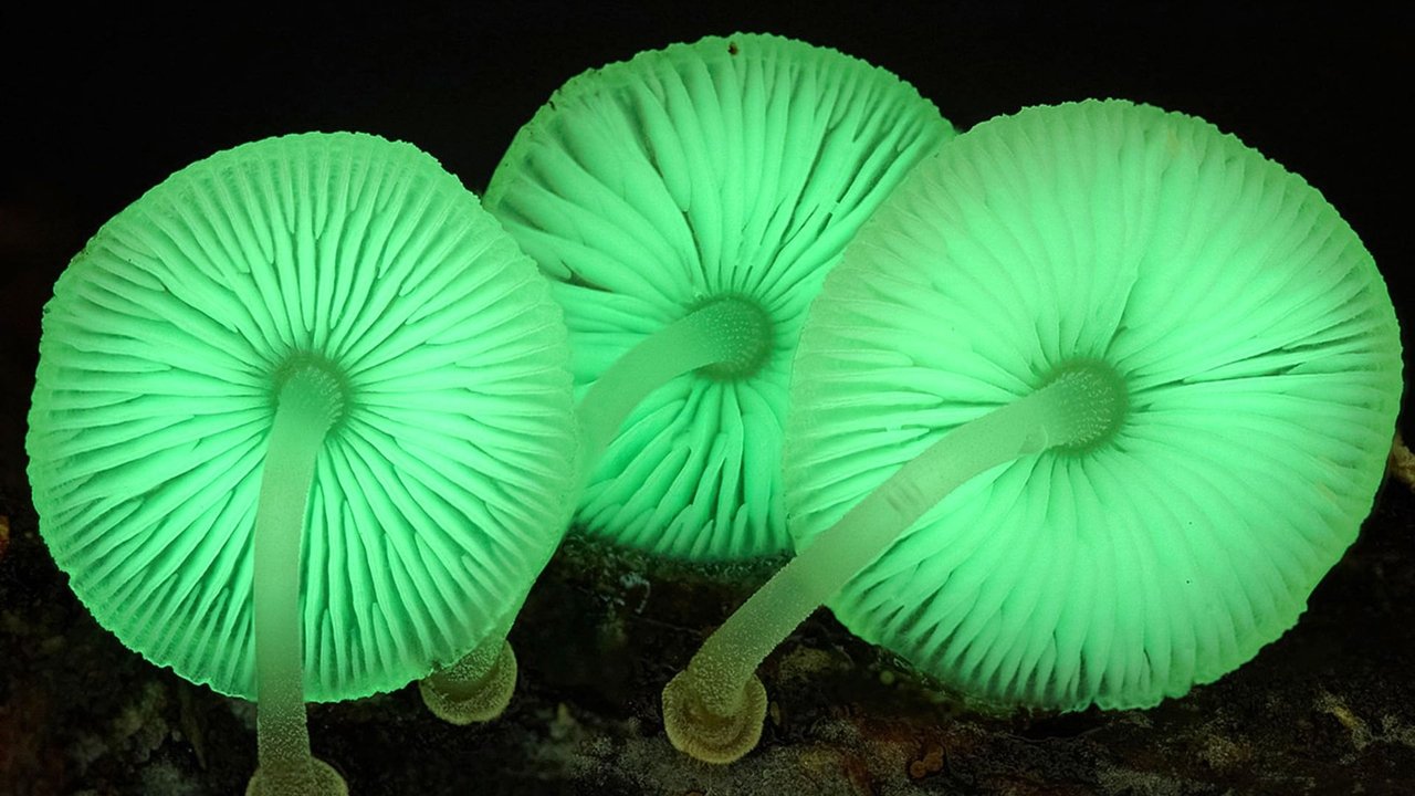 Królestwo. Jak grzyby stworzyły nasz świat