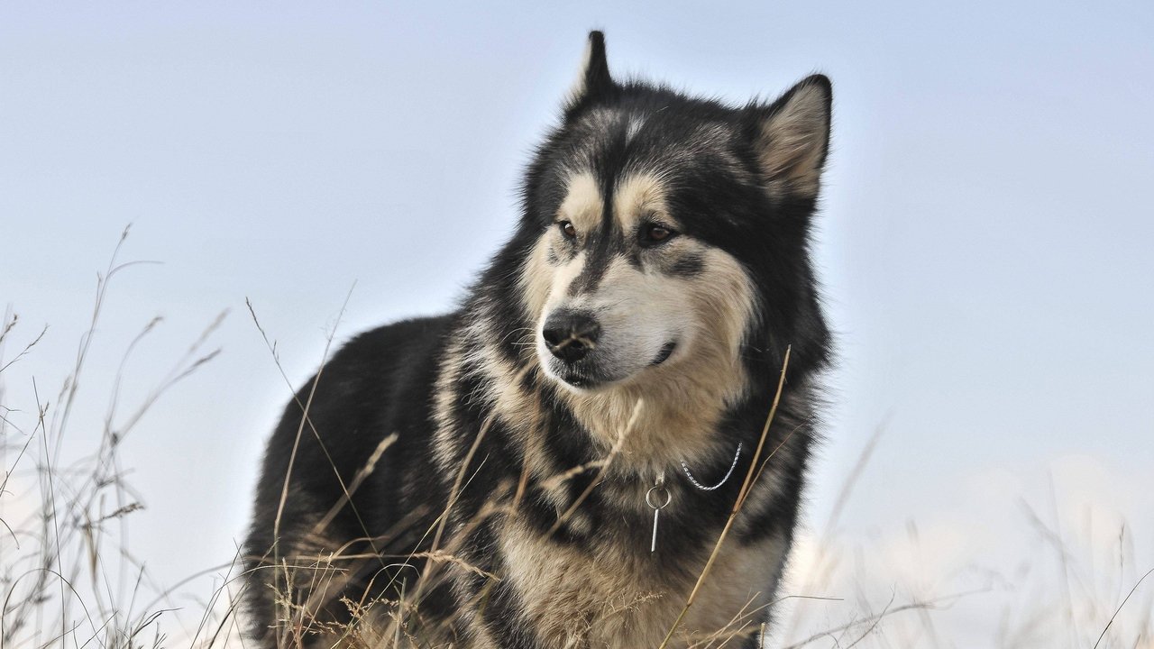 Przetrwać w dziczy II: Serengeti