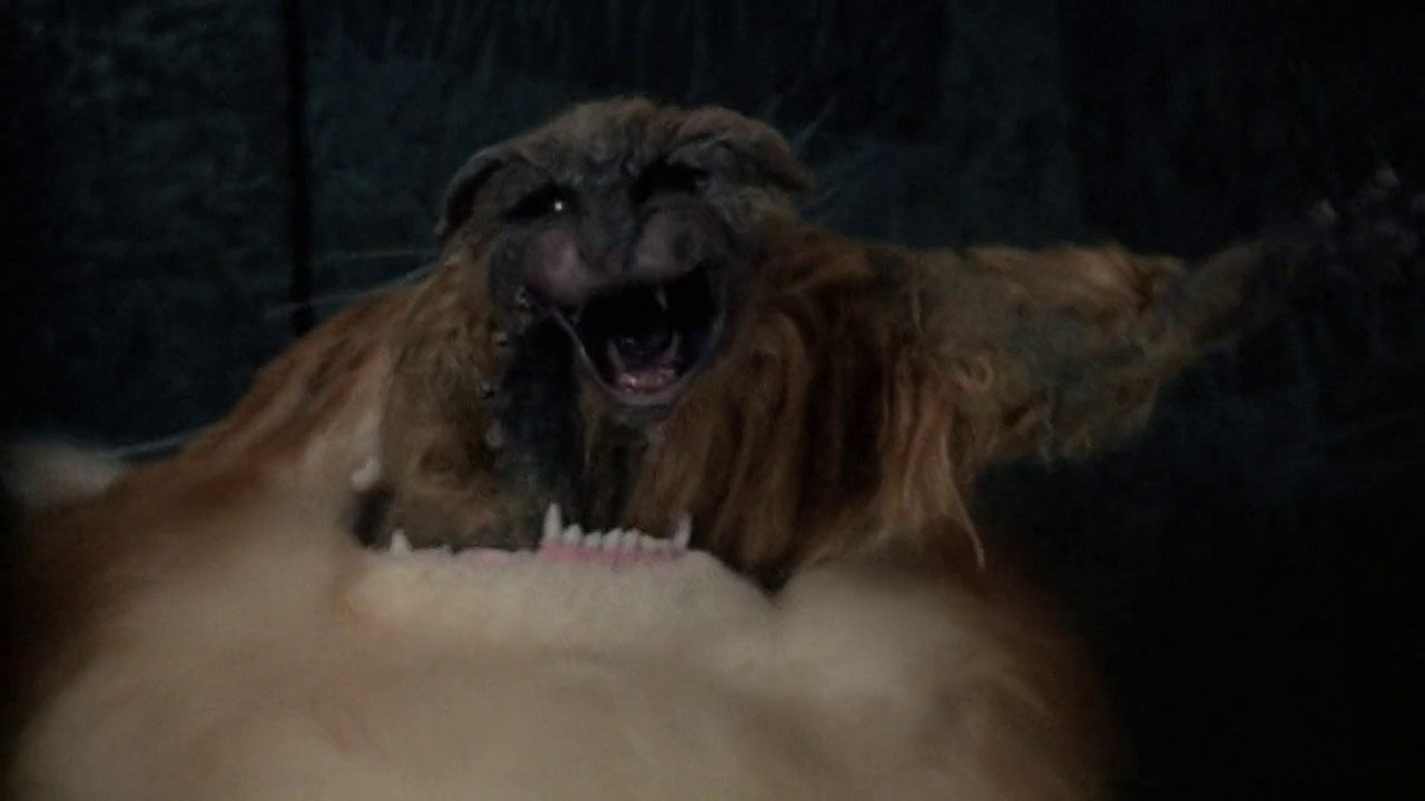 Śmierć w miękkim futerku