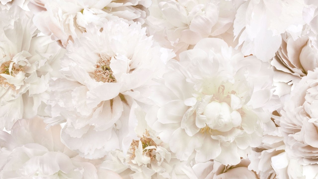 Zabójcza przysięga