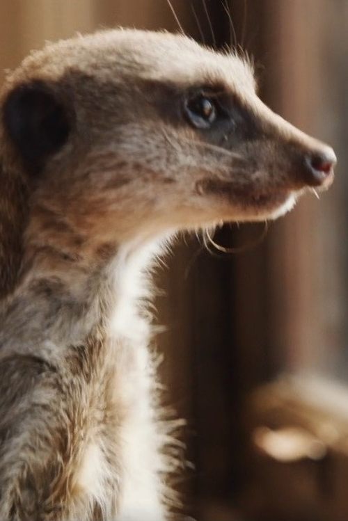 Elvis the Meerkat zdjęcie