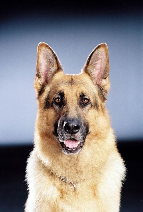 Rhett Butler zdjęcie