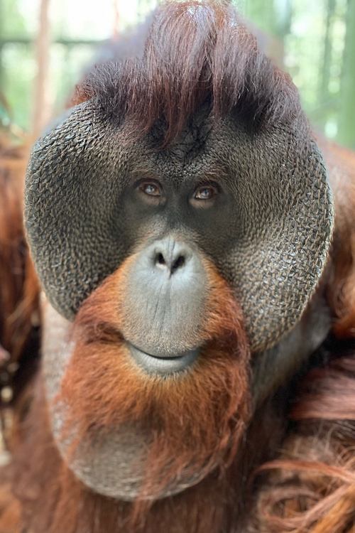Sam the Orangutan zdjęcie