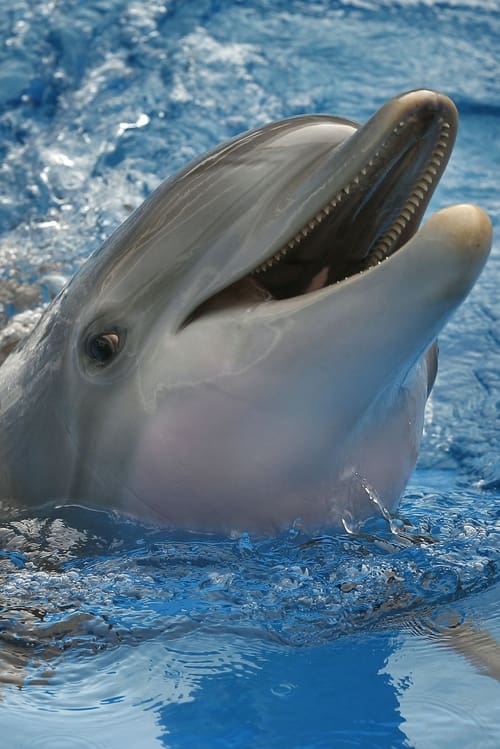 Winter The Dolphin zdjęcie